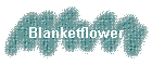 Blanketflower