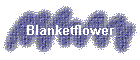 Blanketflower