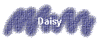 Daisy