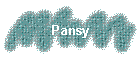 Pansy