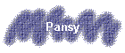 Pansy