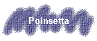 Poinsetta