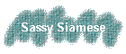 Sassy Siamese