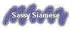 Sassy Siamese